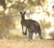 10 Weird Facts About Australian Animals For Kids